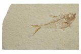 Fossil Fish (Diplomystus) - Green River Formation #217546-1